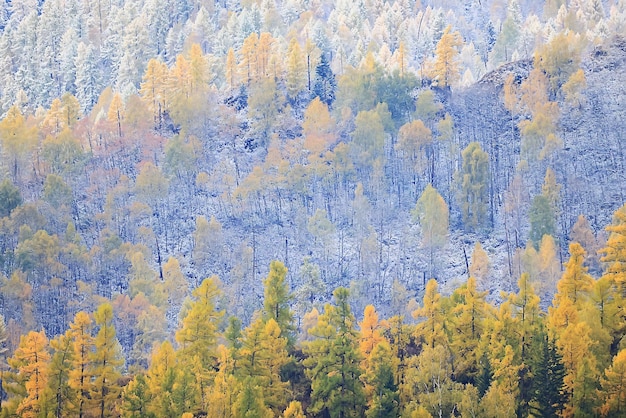 automne brouillard paysage forêt montagnes, arbres vue brume