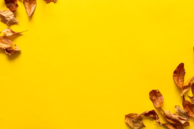 L&#39;automne. Cadre fabriqué à partir de feuilles d&#39;automne séchées sur blanc jaune.