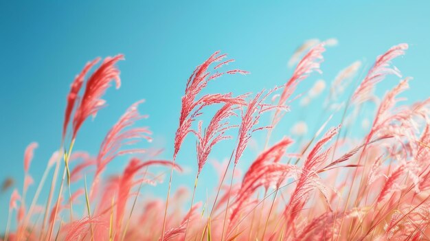 En automne, un champ de roseaux au loin a beaucoup de fleurs soufflées par le vent, des roseaux rouges se balancent dans le vent contre un ciel bleu.