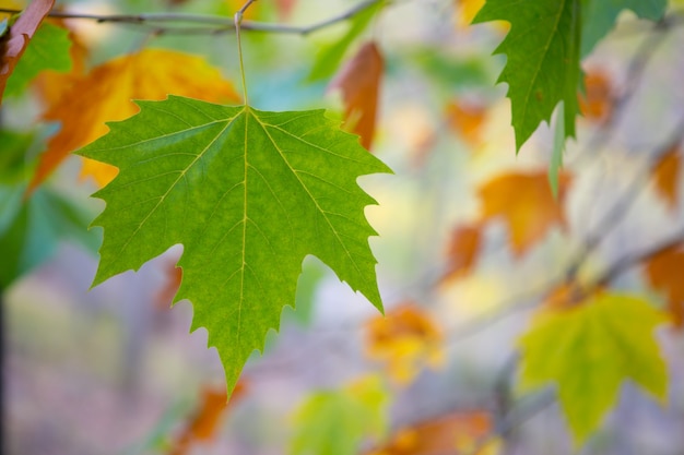 automne chute arbre feuilles fond