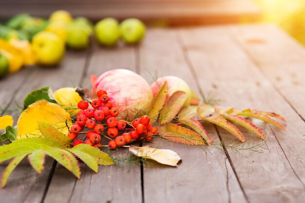 Automne. Close-up de feuilles jaunies avec Rowan rouge et pommes sur un fond en bois marron dans le jardin