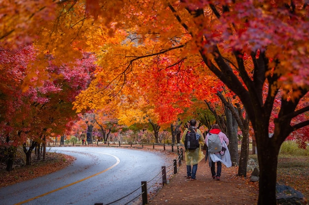 Un automne coloré avec de belles feuilles d'érable dans le parc national de Naejangsan, en Corée du Sud