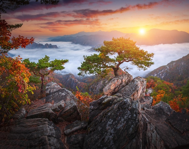 Automne en Corée Des pins dominant les rochers au sommet de Jebibong Le matin, une mer de brume traverse la rivière dans la vallée À l'automne du parc national du mont Waraksan en Corée du Sud