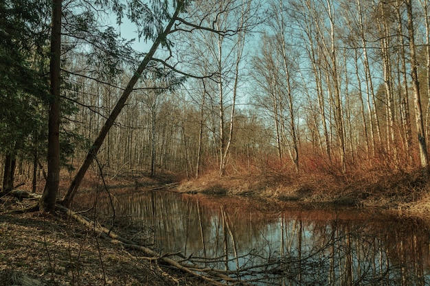 L'automne Dans Une Belle Forêt