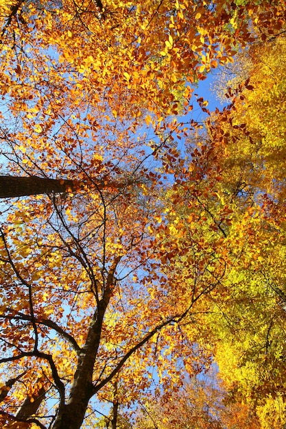 L'automne dans les bois Yedigoller Turquie