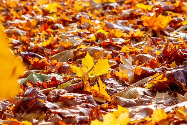 Automne dans le fond du parc de feuilles d'érable dorées tombées gisant sur le sol