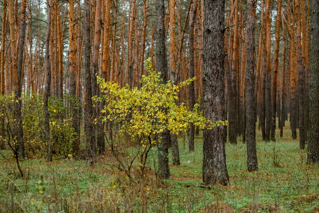 Automne dans la forêt des bois