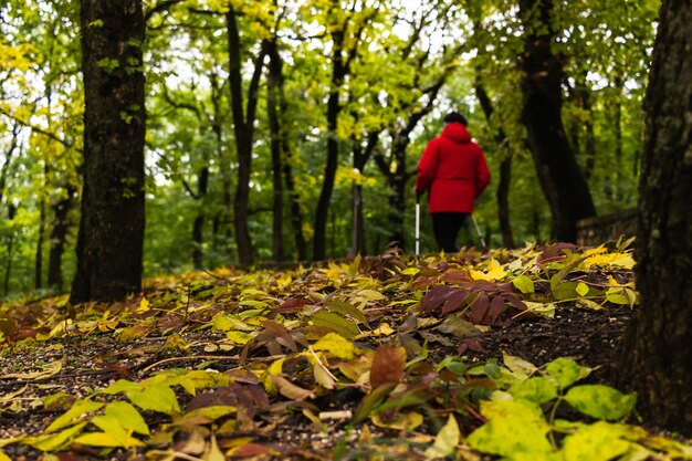 automne dans la forêt feuilles tombées