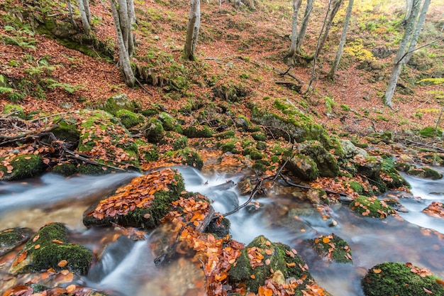 automne dans la forêt de hêtres d&#39;El Gumial, Asturies