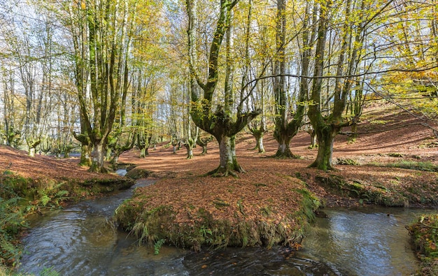 Automne dans la forêt de hêtres d'Otzarreta, Biscaye, Espagne