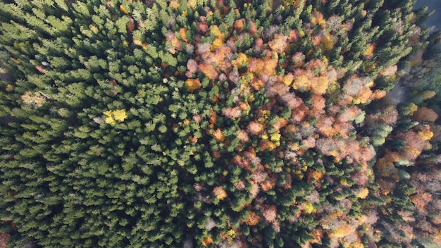 Automne dans la forêt de montagne