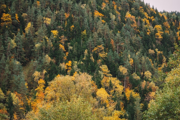 Automne dans la forêt de montagne