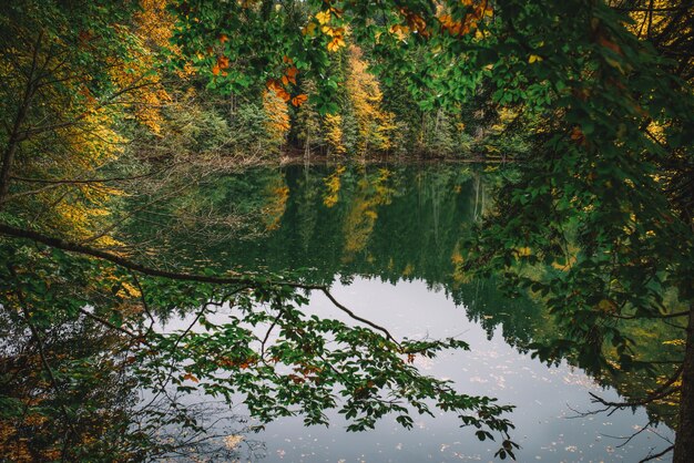 Automne dans la forêt de montagne