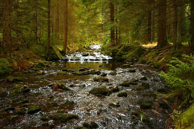 Automne dans la forêt.