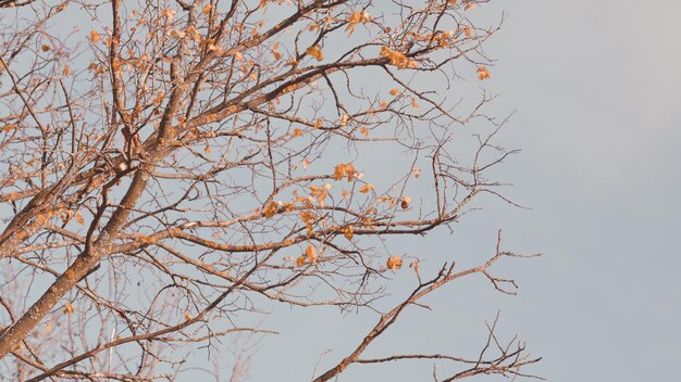 L'automne dans la nature branche avec de belles feuilles de chêne automne fond coloré fond coloré