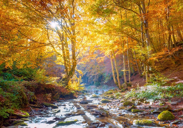 Automne dans la nature dorée arbres forestiers vibrants et rivière rapide avec paysage de pierres