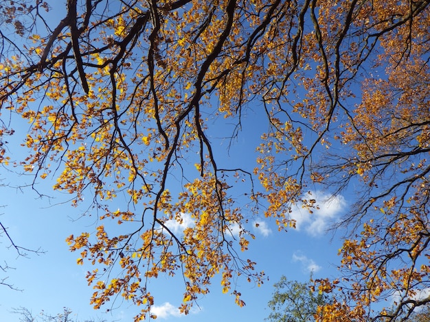 L'automne dans la nature