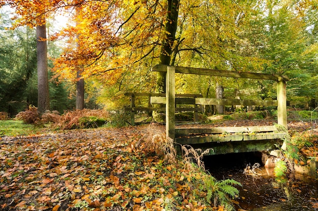 L'automne dans la New Forest