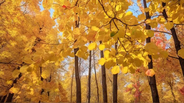 En automne, dans un parc de la ville ou dans une forêt, par une journée d'automne ensoleillée, les arbres sont des érables avec des feuilles d'orange qui tombent et une image déserte d'Ai.