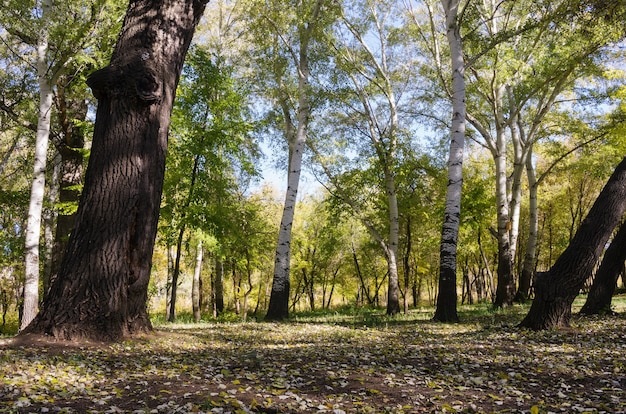 Automne dans le parc de la ville