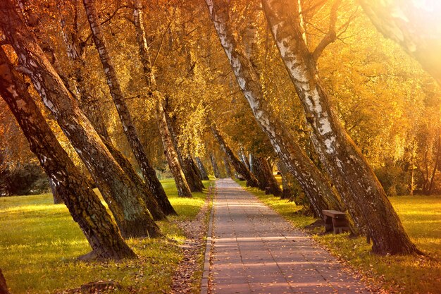 Automne dans le parc