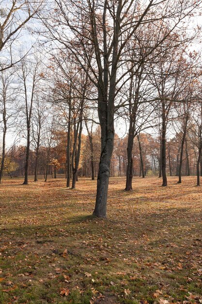 l&#39;automne dans le parc