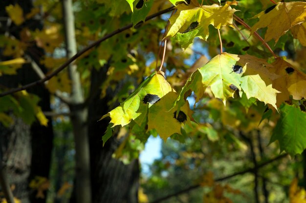 l&#39;automne dans le parc