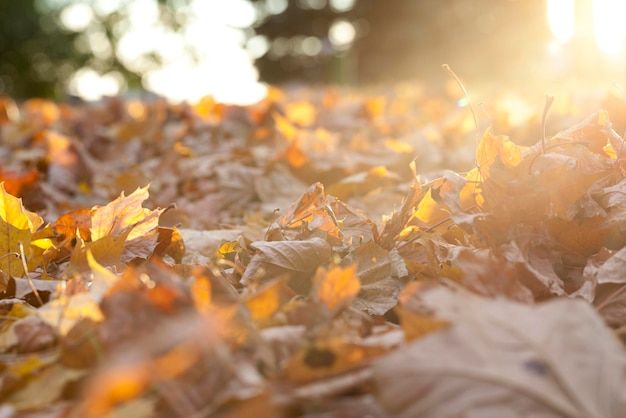 l&#39;automne dans le parc