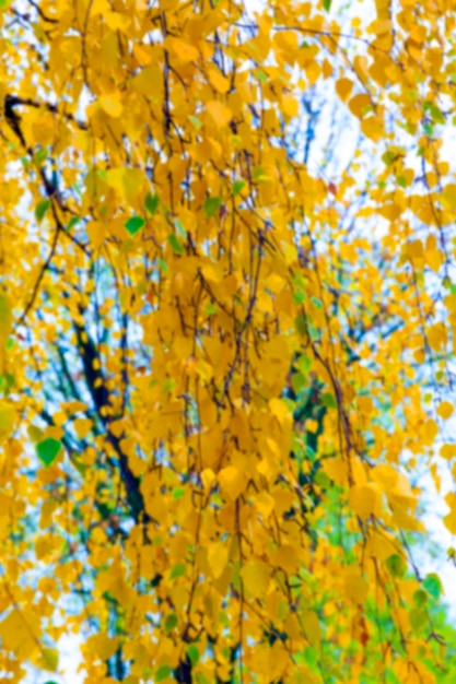 l&#39;automne dans le parc