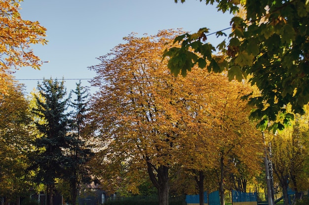 l&#39;automne dans le parc