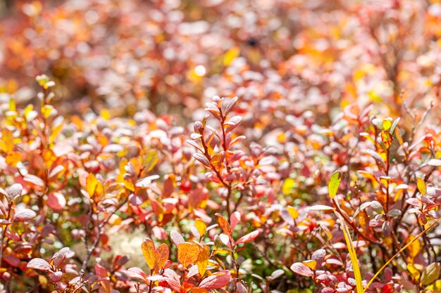 L'automne dans la toundra, feuilles rouges sur fond de mousse