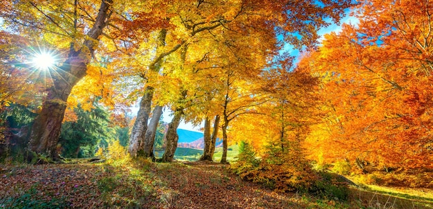 Automne doré dans la forêt feuilles vibrantes sur les arbres temps ensoleillé réel et personne ne tombe nature paysage panoramique