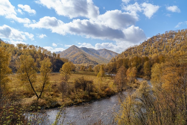 Automne doré dans la forêt de Sibérie et petite rivière de montagne République de l'Altaï Russie