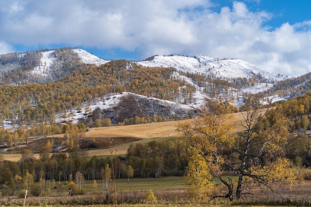 Automne doré dans la forêt de Sibérie et petite rivière de montagne République de l'Altaï Russie