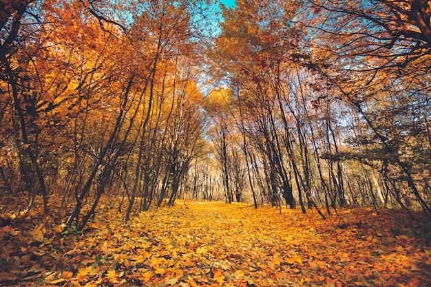 Automne doré dans la forêt