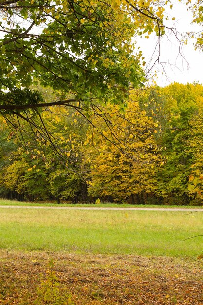 Automne doré dans la forêt