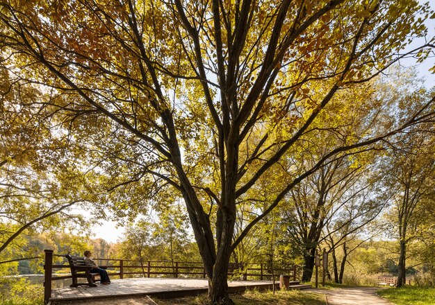 Photo automne doré dans le parc serebryany bor à moscou, russie