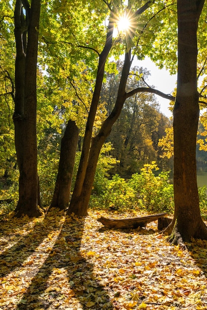 Automne doré et soleil dans une forêt