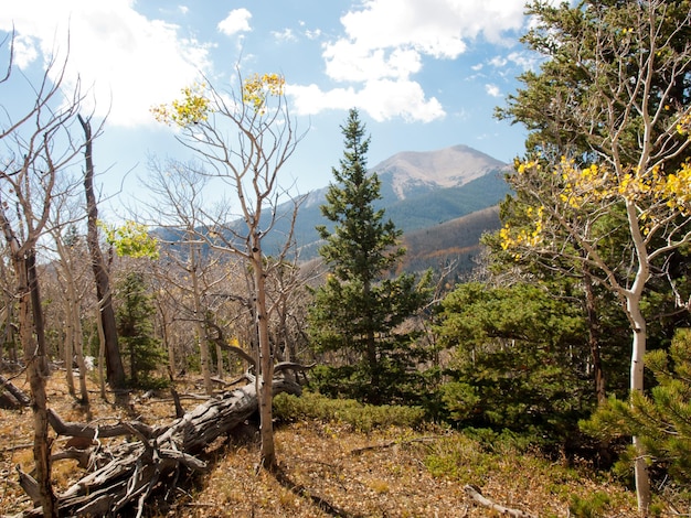 Automne du Colorado avec des trembles.