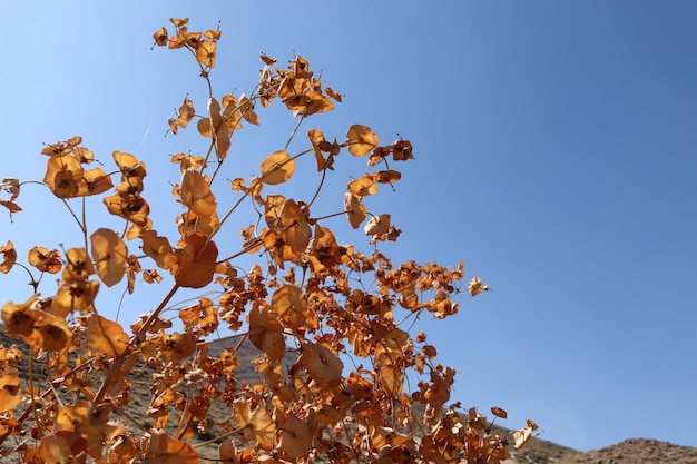 Automne euphorbe séchée dans la nature