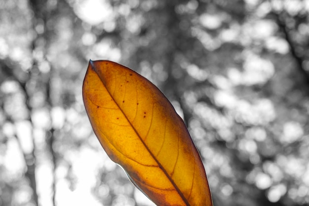 Automne feuille d'oranger au soleil sur fond noir L'automne est venu concept Automne noir et blanc humeur atmosphérique Tristesse nostalgie symbole de dépression