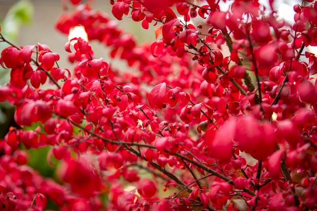 Automne feuilles rouges colorées d'arbre dans le parc tchèque, fond de nature rouge