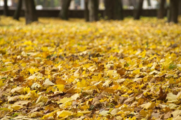 automne feuilles