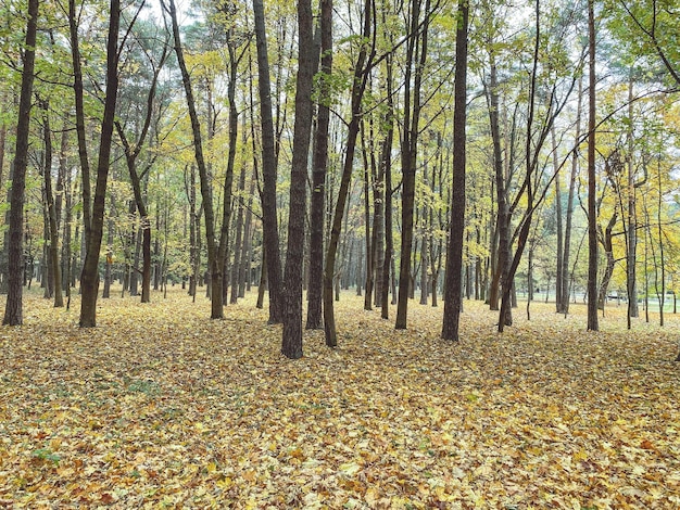 Automne forêt arbres sans feuilles feuilles jaunes temps d'automne feuilles d'érable se trouvent