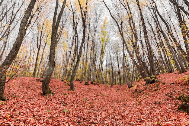 Automne de forêt avec des feuilles fanées éparpillées tombées orange sur le sol.