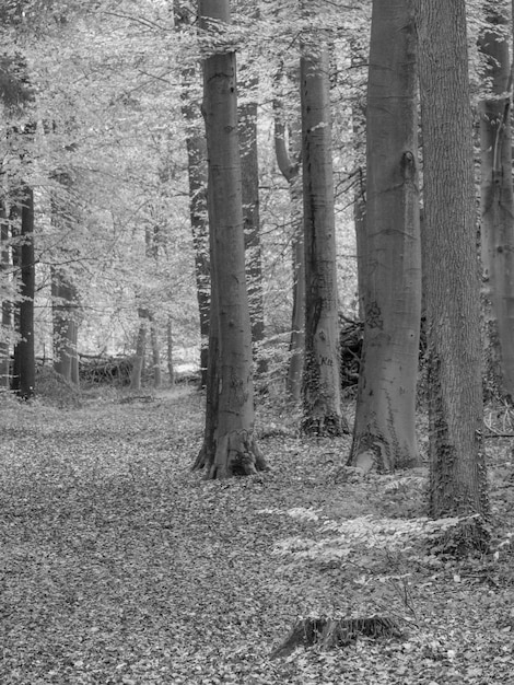 Photo À l'automne à gemen