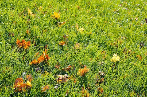 Automne herbe verte