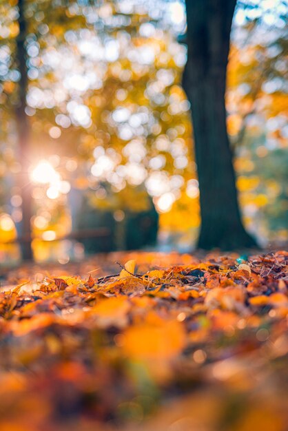 L'automne idyllique laisse fond de prairie au soleil, gros plan de la scène de la nature d'automne dans le jardin d'automne