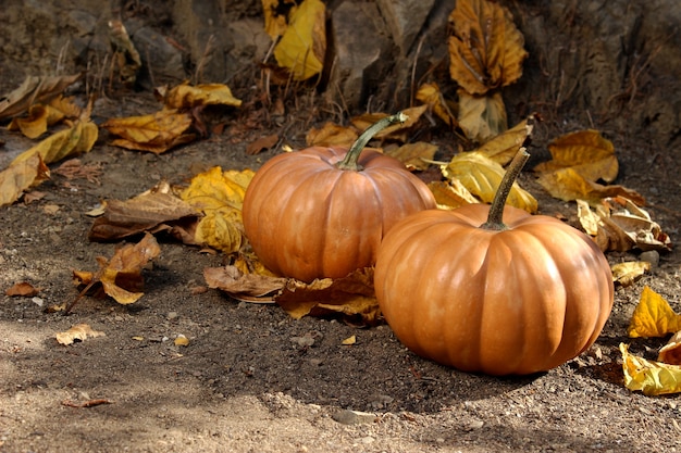 Photo automne ii (collection d'halloween)