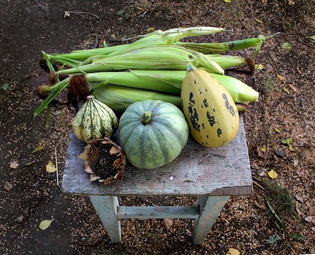 Automne jardin de tournesol